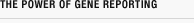 The Power of Gene Reporting